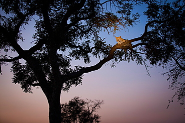 A leopard, Panthera pardus, lies on two tree branches at dusk, in a tree in silhouetted, Londolozi Game Reserve, Sabi Sands, Greater Kruger National Park, South Africa