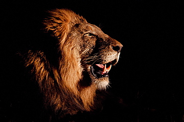 A side profile of a male lion's head, Panthera leo, open mouth, lit up by spotlight, black background, Londolozi Game Reserve, Sabi Sands, Greater Kruger National Park, South Africa