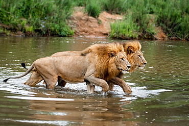 Two male lions, Panthera leo, walk across a shallow river simultaneously, looking away, Londolozi Game Reserve, Sabi Sands, Greater Kruger National Park, South Africa