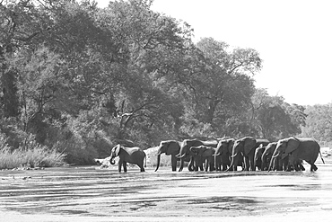 Loxodonta africana, herd drinking on the riverbank at Sand River, Londolozi Game Reserve, Sabi Sands, Greater Kruger National Park, South Africa