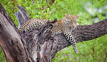 A leopard, Panthera pardus, lies in a tree, drape front leg over branch, looking away, greenery in background, Londolozi Game Reserve, Sabi Sands, Greater Kruger National Park, South Africa