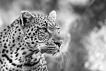 A leopard's head, Panthera pardus, looking away, black and white, Londolozi Game Reserve, Sabi Sands, Greater Kruger National Park, South Africa