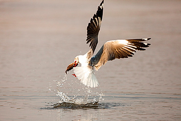 A grey-headed gull, Chroicocephalus cirrocephalus, in mid flight, catches fish, with fish between beak, above water with splashes, Londolozi Game Reserve, Sabi Sands, Greater Kruger National Park, South Africa