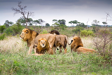 Male lions, Panthera leo, stand and lie together on green grass, looking away, Londolozi Game Reserve, Sabi Sands, Greater Kruger National Park, South Africa