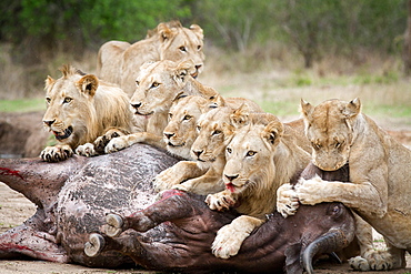 A pride of lions, Panthera leo, lie over a buffalo carcass, Syncerus caffer, looking away, biting muzzle of bloated buffalo, blood on mouth, Londolozi Game Reserve, Sabi Sands, Greater Kruger National Park, South Africa