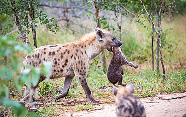 A spotted hyena mother, Crocuta crocuta, carries her cub in her mouth by its neck, looking away, cub in the foreground, Londolozi Game Reserve, Sabi Sands, Greater Kruger National Park, South Africa