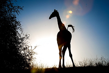 A silhouette of a giraffe, Giraffa camelopardalis, knees bowed inwards, tail up in air, Londolozi Game Reserve, Sabi Sands, Greater Kruger National Park, South Africa