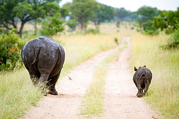 A rhino mother and calf, Ceratotherium simum, walk down a road track with their backs to the camera, Londolozi Game Reserve, Sabi Sands, Greater Kruger National Park, South Africa