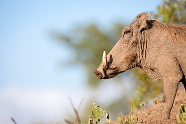 A side profile of a warthog, Phacochoerus africanus, standing on soil, white tusks, against blue sky, Londolozi Game Reserve, Sabi Sands, Greater Kruger National Park, South Africa