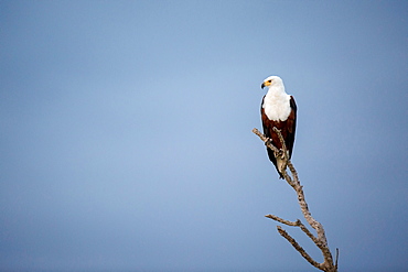 An African fish eagle, Haliaeetus Vocifer, perches on a branch, looking away, against blue sky, Londolozi Game Reserve, Sabi Sands, Greater Kruger National Park, South Africa