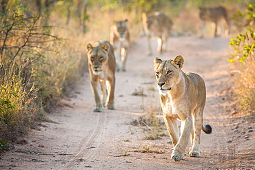 A pride of lions, Panthera leo, walk towards the camera on a sand road, Londolozi Game Reserve, Sabi Sands, Greater Kruger National Park, South Africa