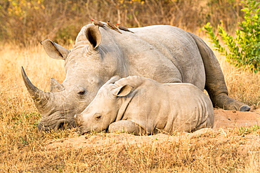 A rhino mother and calf, Ceratotherium simum, lie side by side, red-billed oxpeckers, Buphagus erythrorhynchus, perch on the rhino, Londolozi Game Reserve, Sabi Sands, Greater Kruger National Park, South Africa