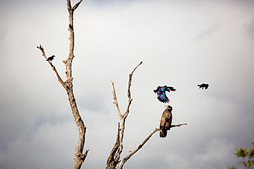 An African harrier-hawk, Polyboroides typus, perched in a dead tree, two  Burchell's starling, Lamprotornis australis, attack the hawk, Londolozi Game Reserve, Sabi Sands, Greater Kruger National Park, South Africa