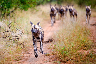 A pack of wild dog, Lycaon pictus, running, ears back, feet off the ground, Londolozi Game Reserve, Sabi Sands, Greater Kruger National Park, South Africa