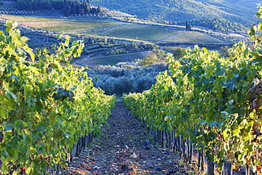 Vineyards, Panzano, Tuscany, Italy