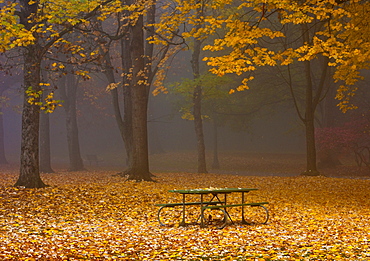 Picnic Table in a Park, Portland, Oregon, United States of America