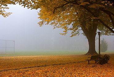 Park in Autumn, Portland, Oregon, United States of America