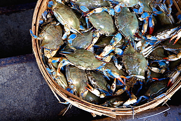 Basket of Crabs, New York City, New York, United States of America