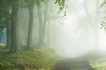 Trail Through Forest, Ross-shire, Scotland, UK