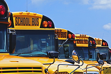 Yellow school buses parked diagonally, Bradenton, Florida, United States of America