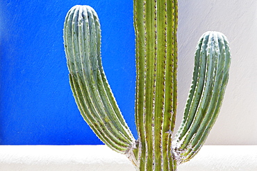 Cactus, San Jose los Cabos, Baja California, Mexico