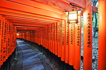 Orange Posts with Asian Text, Kyoto, Japan