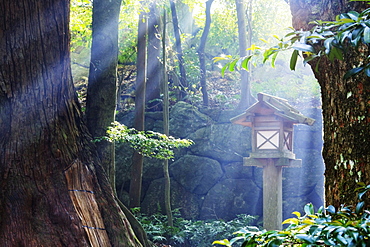 Rays of Sunlight Shining through a Japanese Forest, Ise, Japan