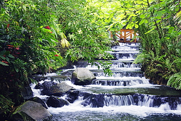 Wooden Bridge Over Stream in Forest, Costa Rica