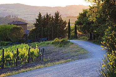 Country Road at Sunset, Toscana, Tuscany, Italy