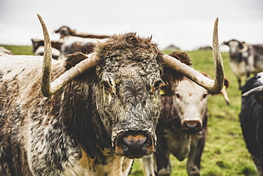 English Longhorn cow standing on a pasture, looking at camera, Oxfordshire, England