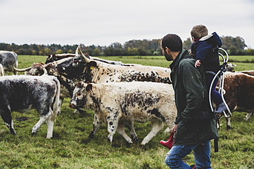 Man carrying young boy on his back walking on a pasture with English Longhorn cows, Oxfordshire, England