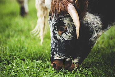 Close up of English Longhorn cow grazing on a pasture, Oxfordshire, England