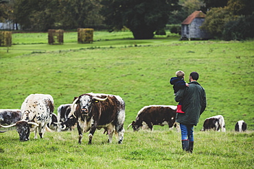 Man carrying young boy standing on a pasture, with English Longhorn cows in the background, Oxfordshire, England