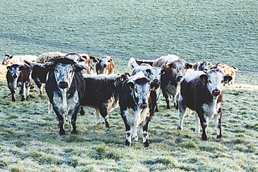 Herd of English Longhorn cows standing on a pasture, looking at camera, Oxfordshire, England