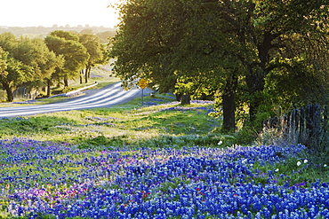 Blue Bonnets in Field Near Road, Texas, USA