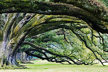 Old Growth Trees, Louisiana, USA