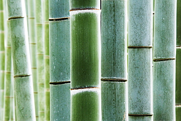 Close up of bamboo, Kyoto, Japan