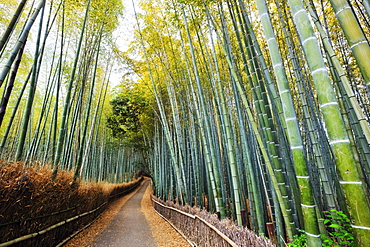 Bamboo lined path, Kyoto, Japan