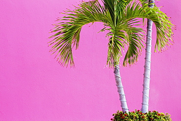 Palm Trees on Pink, San Jose Los Cabos, Baja California, Mexico