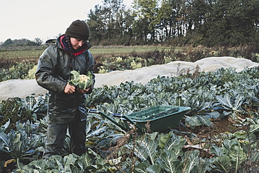 Woman standing in field, harvesting cauliflowers, Oxfordshire, England