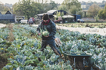 Woman standing in field, harvesting cauliflowers, Oxfordshire, England