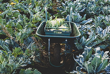 High angle view of plastic crate with freshly harvested cauliflower in a wheelbarrow, Oxfordshire, England