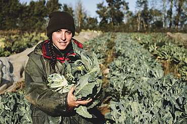 Smiling woman standing in field, holding blue crate with freshly harvested cauliflowers, looking at camera, Oxfordshire, England