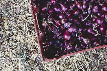 High angle close up of freshly harvested red onions in plastic crate, Oxfordshire, England