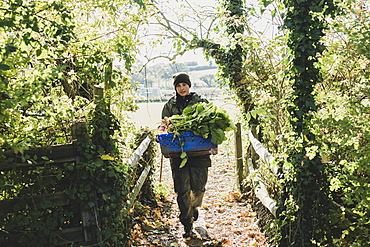 Woman walking towards camera, carrying blue crate with freshly harvested vegetables, Oxfordshire, England