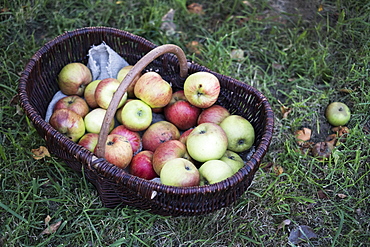 High angle close up of freshly picked apples in a brown wicker basket, Oxfordshire, England