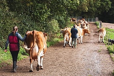 Young woman driving herd of Guernsey cows along a rural road, Oxfordshire, England