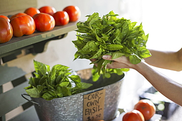 An organic fruit and vegetable farm. A person holding fresh greens salad leaves. 