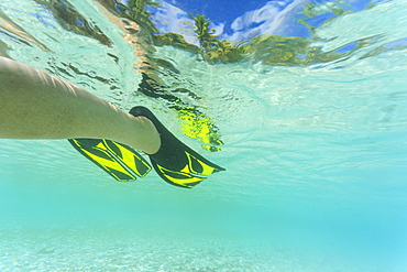 Snorkeling flippers in tropical water, Bora Bora, Bora Bora, French Polynesia