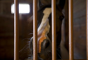 Close up of horse's nose in stall, Mendon, New York, USA